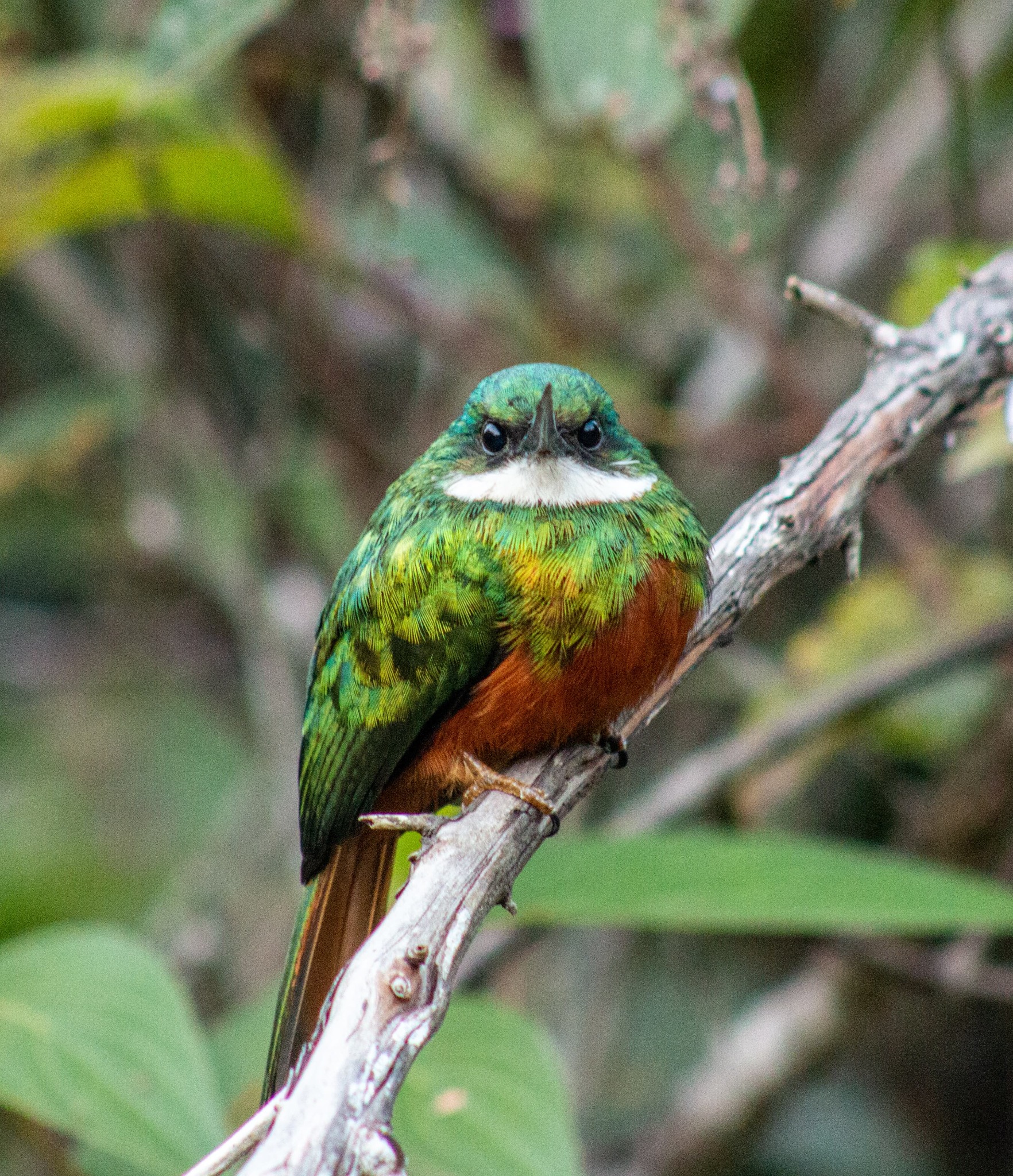 Ave de plumagem verde e ferrugem em um galho